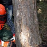 YILBAŞINDA AĞAÇ KESMEYİN