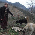 Geyve Boğazında Yaban Kedisinin Acı Ölümü 