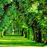 ORMANIN SESLENİŞİ 