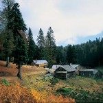 ŞİFASİ ETKİN BİTKİ TÜRLERİ