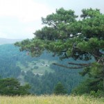 Sakarya Orman Alanlarındaki değişim  “SEL”nedeni