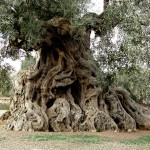 “Ölmez ağacın peşinde yolculuk”  sürüyor