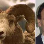 AloKurban Hizmet Aracı