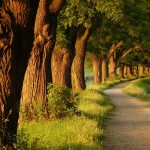 BİR DİKİLİ AĞACIN VAR MI?