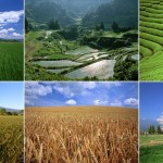 BİTKİ ÖRTÜSÜNÜ GÜÇLENDİRME